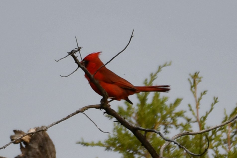 Northern Cardinal - Carmen Ricer