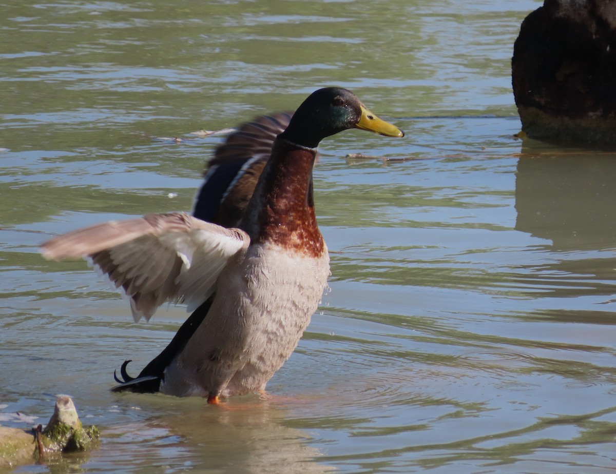 Mallard - Jose Adrián  Sánchez Romero