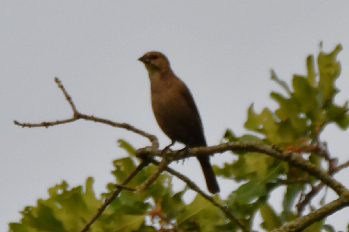 Brown-headed Cowbird - Carmen Ricer