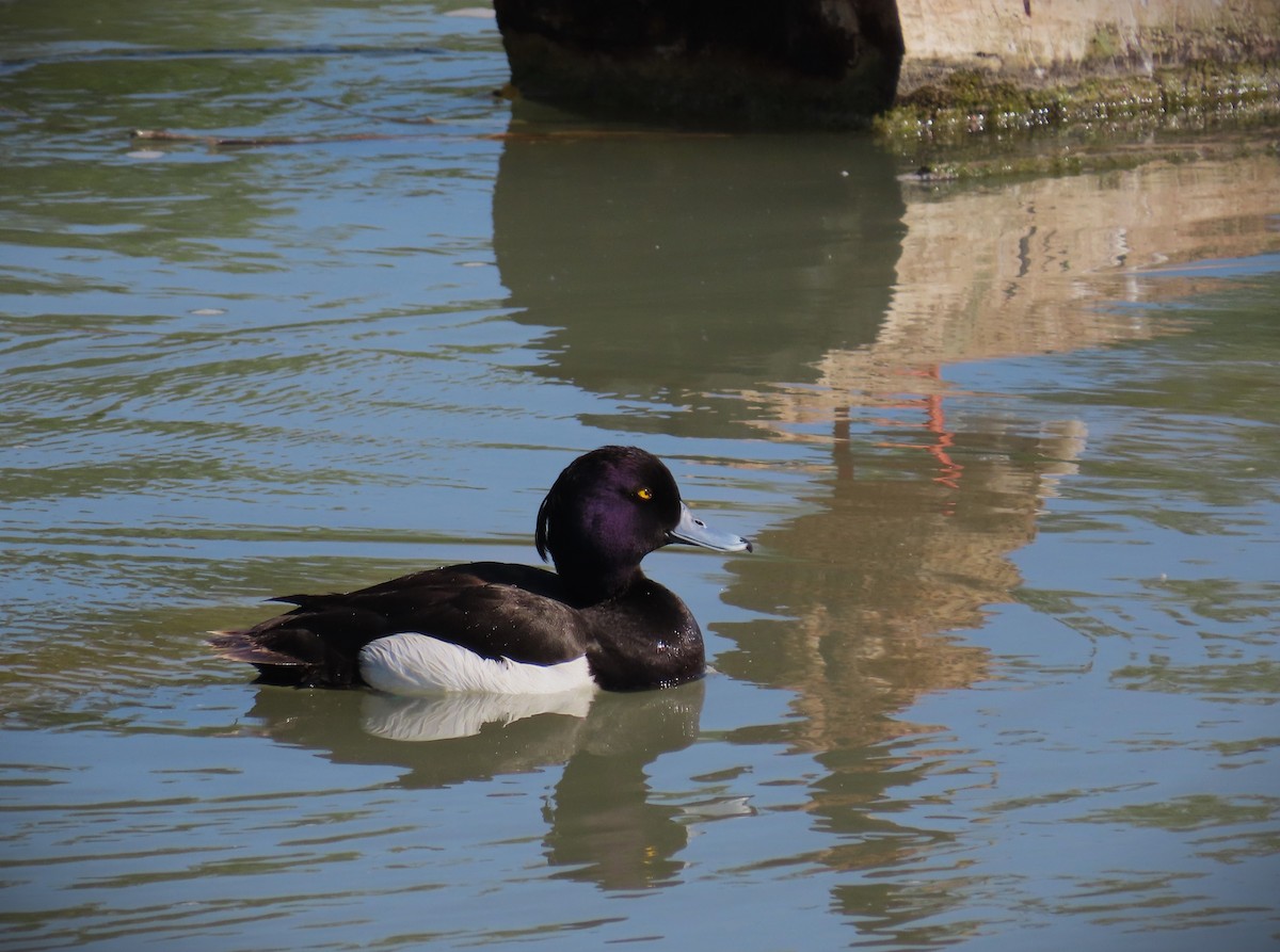 Tufted Duck - ML619478530