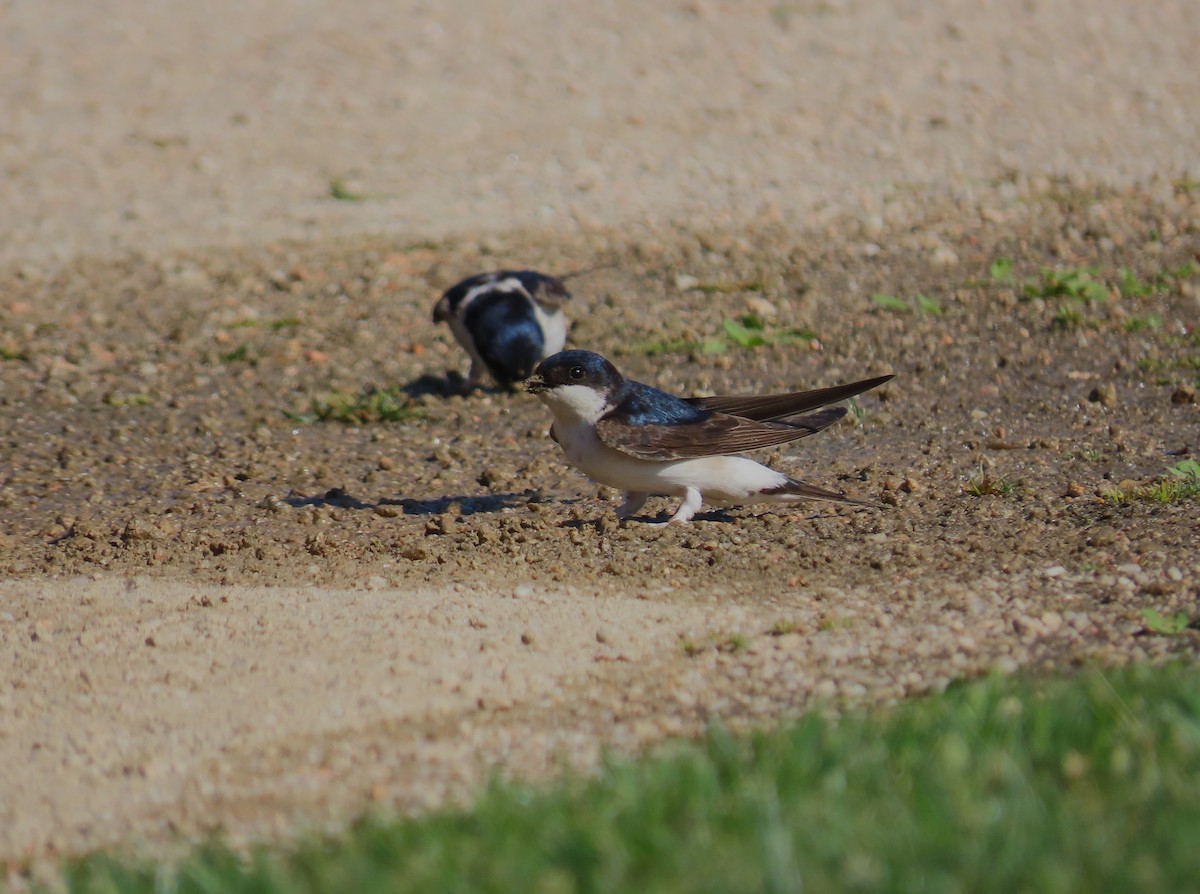 Western House-Martin - Jose Adrián  Sánchez Romero