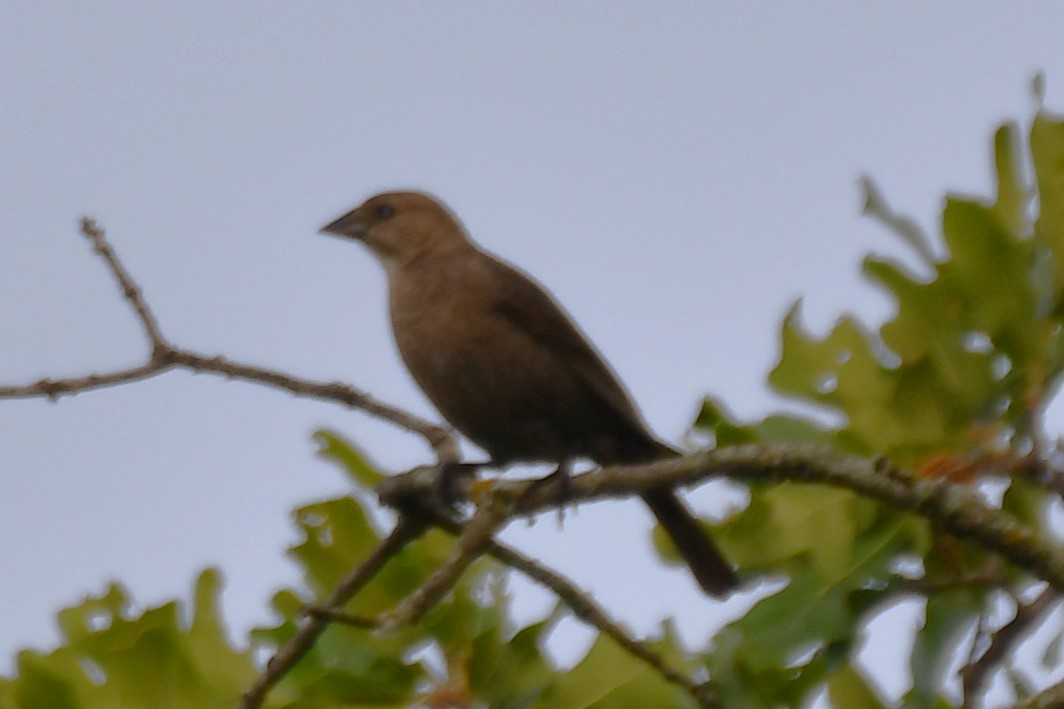 Brown-headed Cowbird - Carmen Ricer