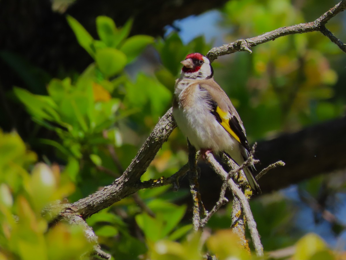 European Goldfinch - ML619478539