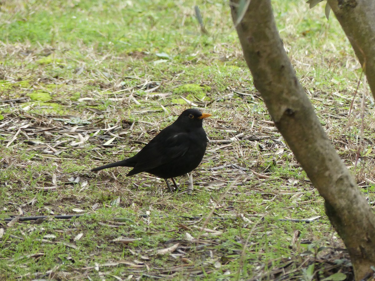 Eurasian Blackbird - Guy RUFRAY