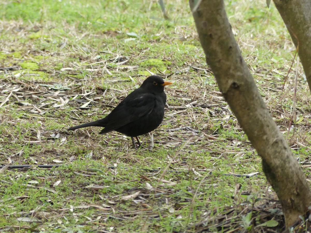 Eurasian Blackbird - Guy RUFRAY