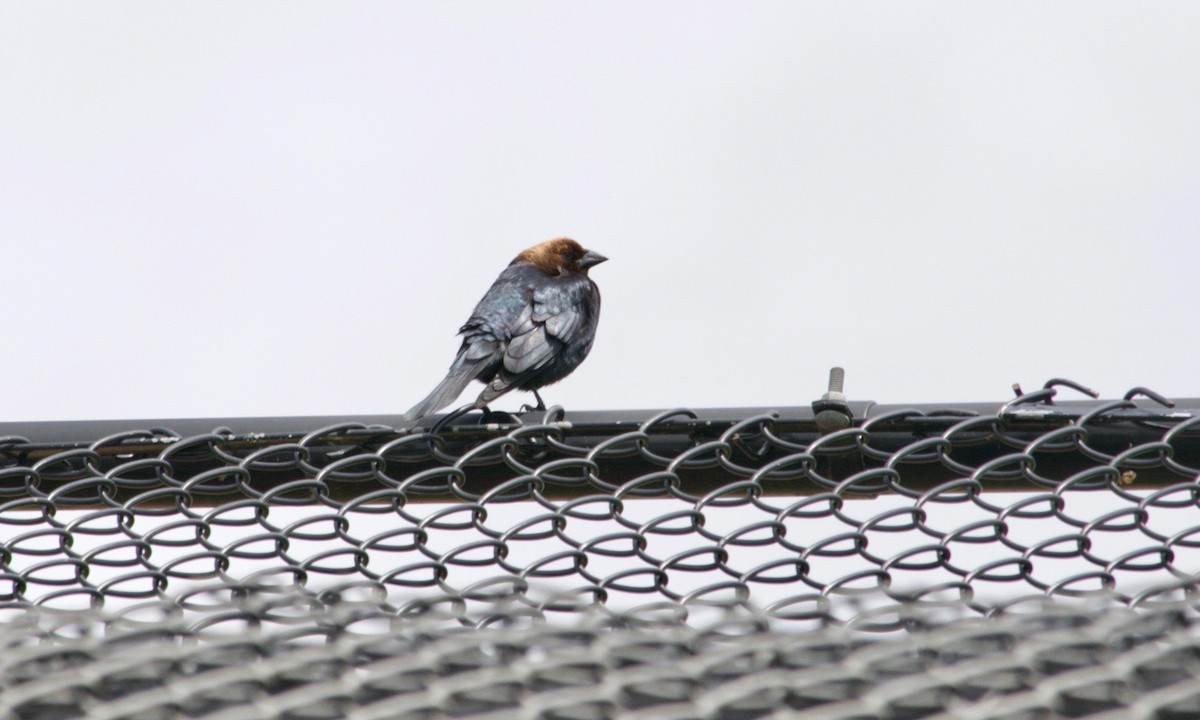 Brown-headed Cowbird - Loyan Beausoleil