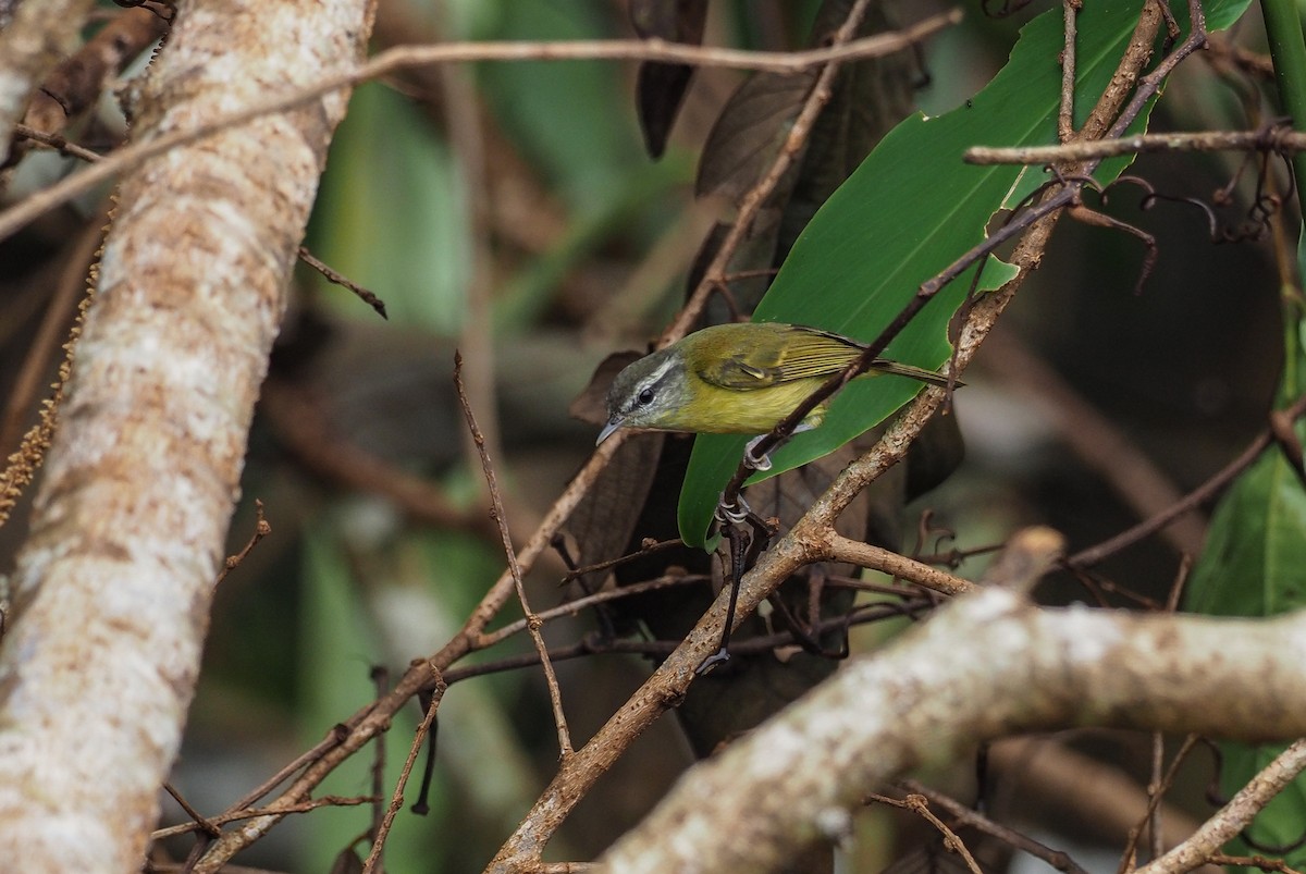 Island Leaf Warbler (Bacan) - Mike Edgecombe