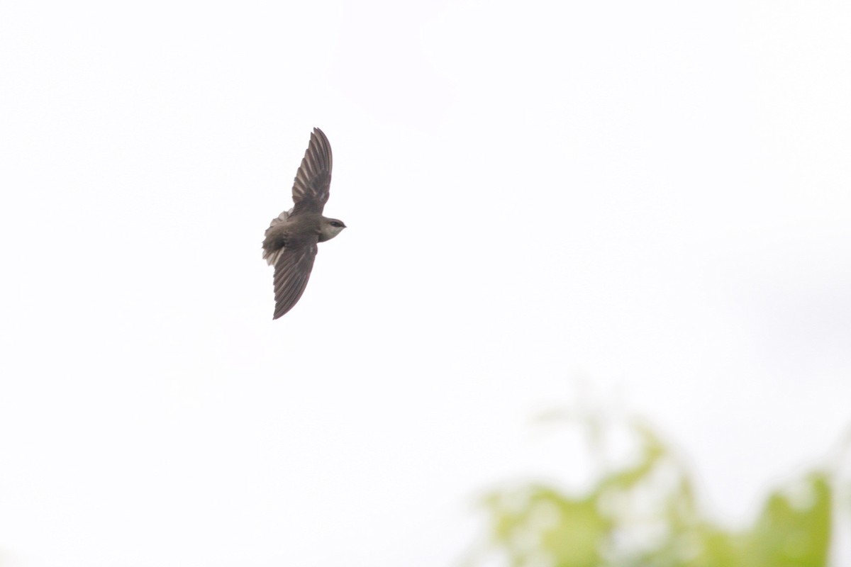 Chimney Swift - Loyan Beausoleil