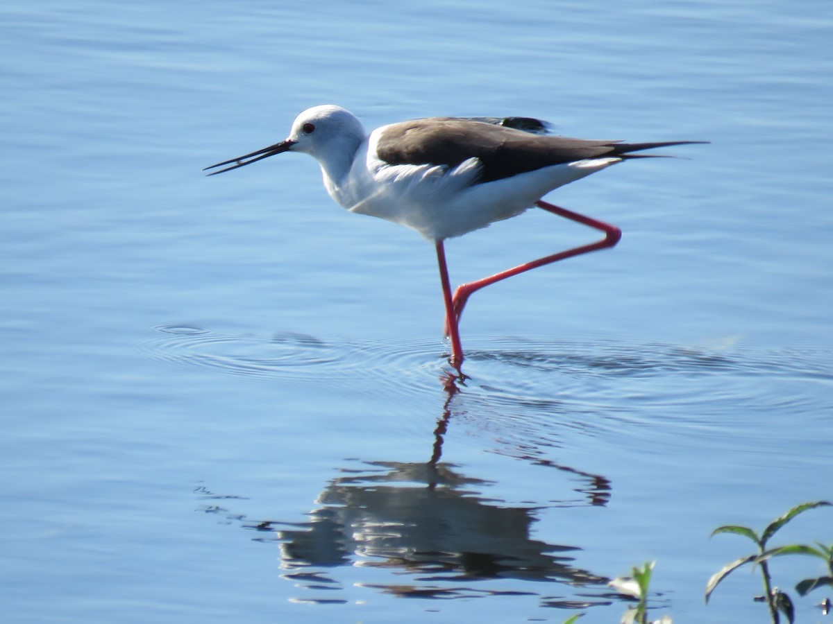 Black-winged Stilt - Gareth Bain