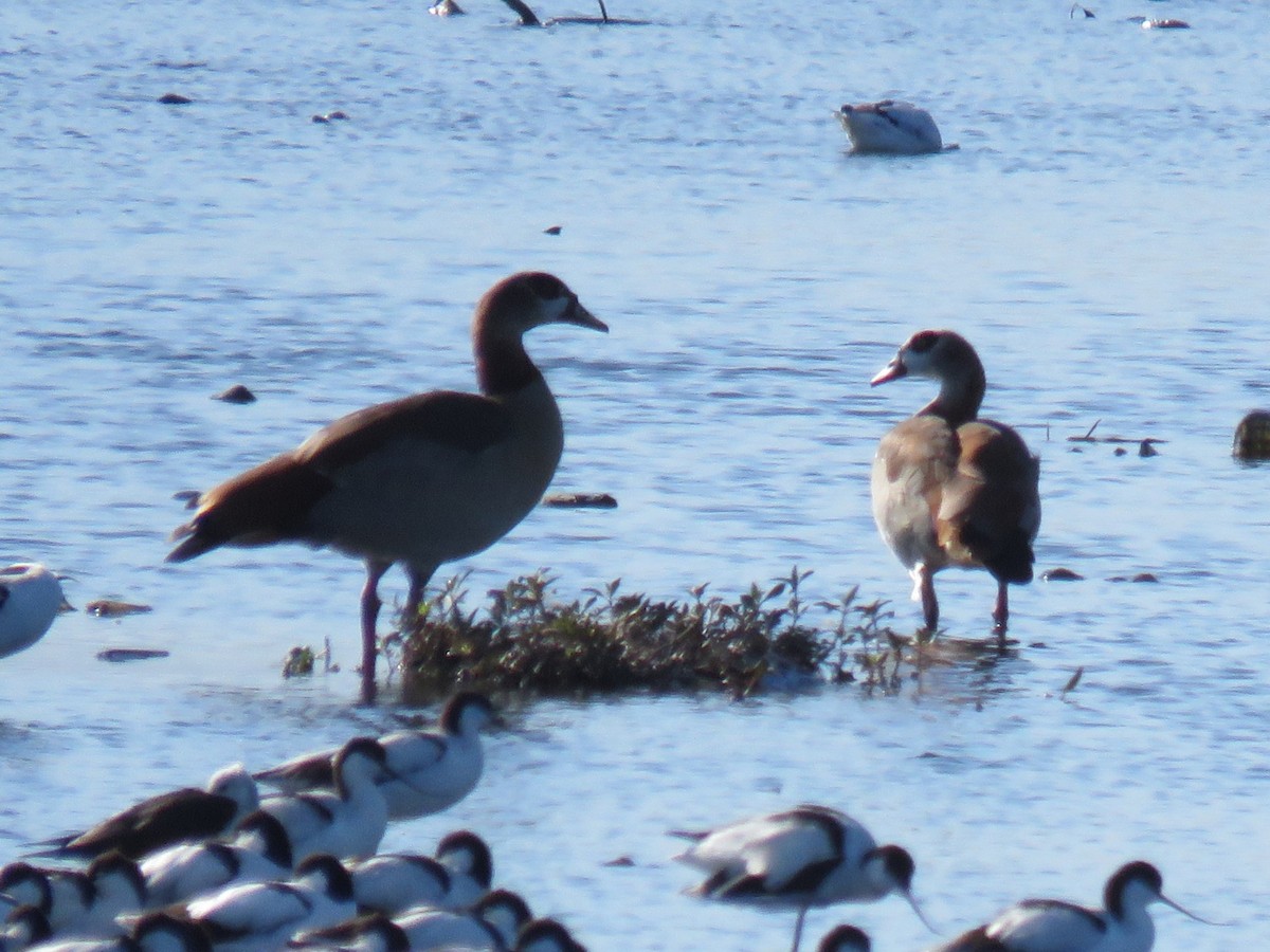 Egyptian Goose - Gareth Bain