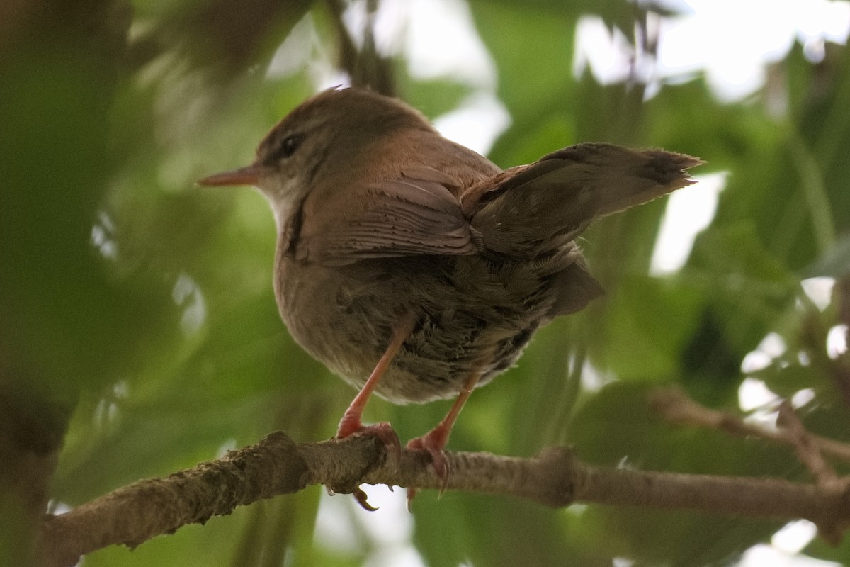 Cetti's Warbler - Bruce Kerr