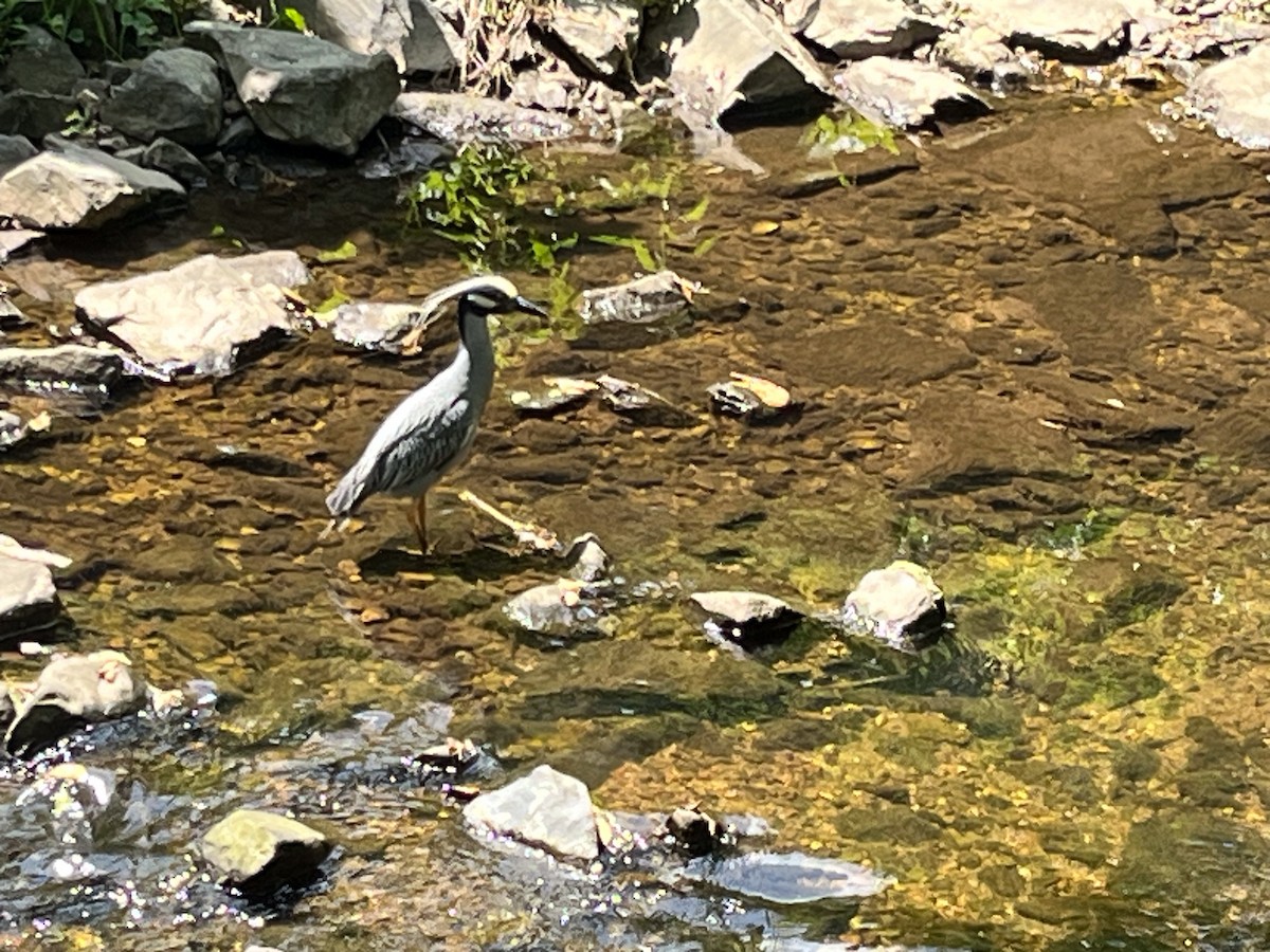 Yellow-crowned Night Heron - Stephen Davies