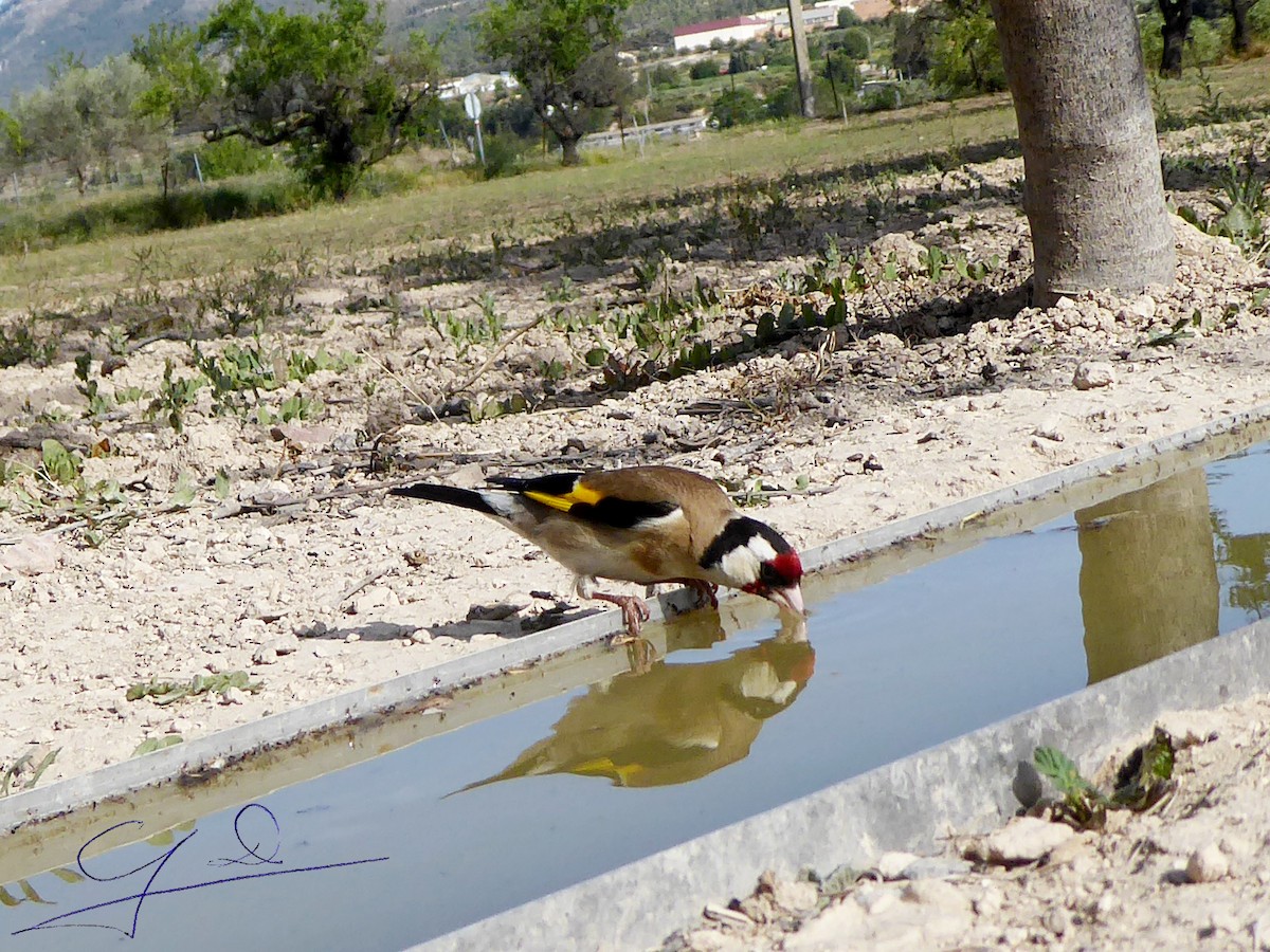 European Goldfinch - Joaquin Domenech Pastor