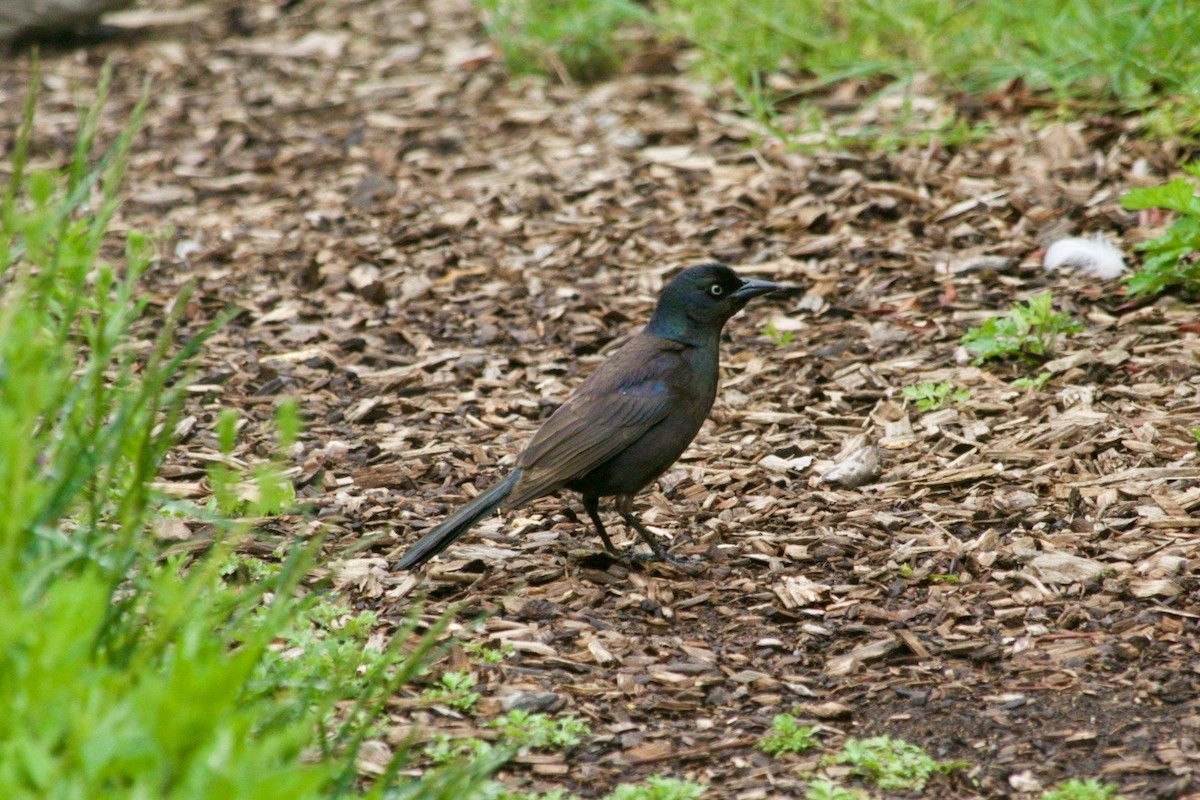 Common Grackle - Loyan Beausoleil