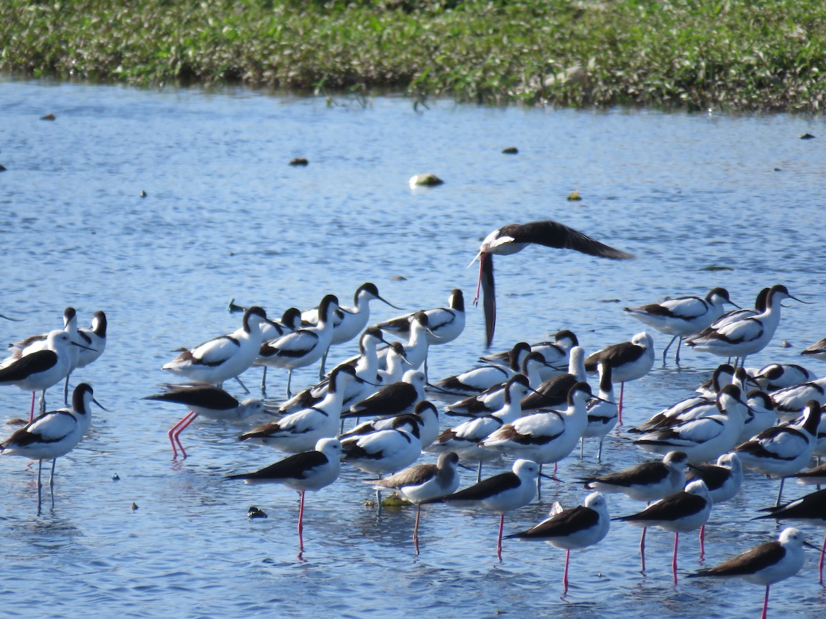 Pied Avocet - Gareth Bain