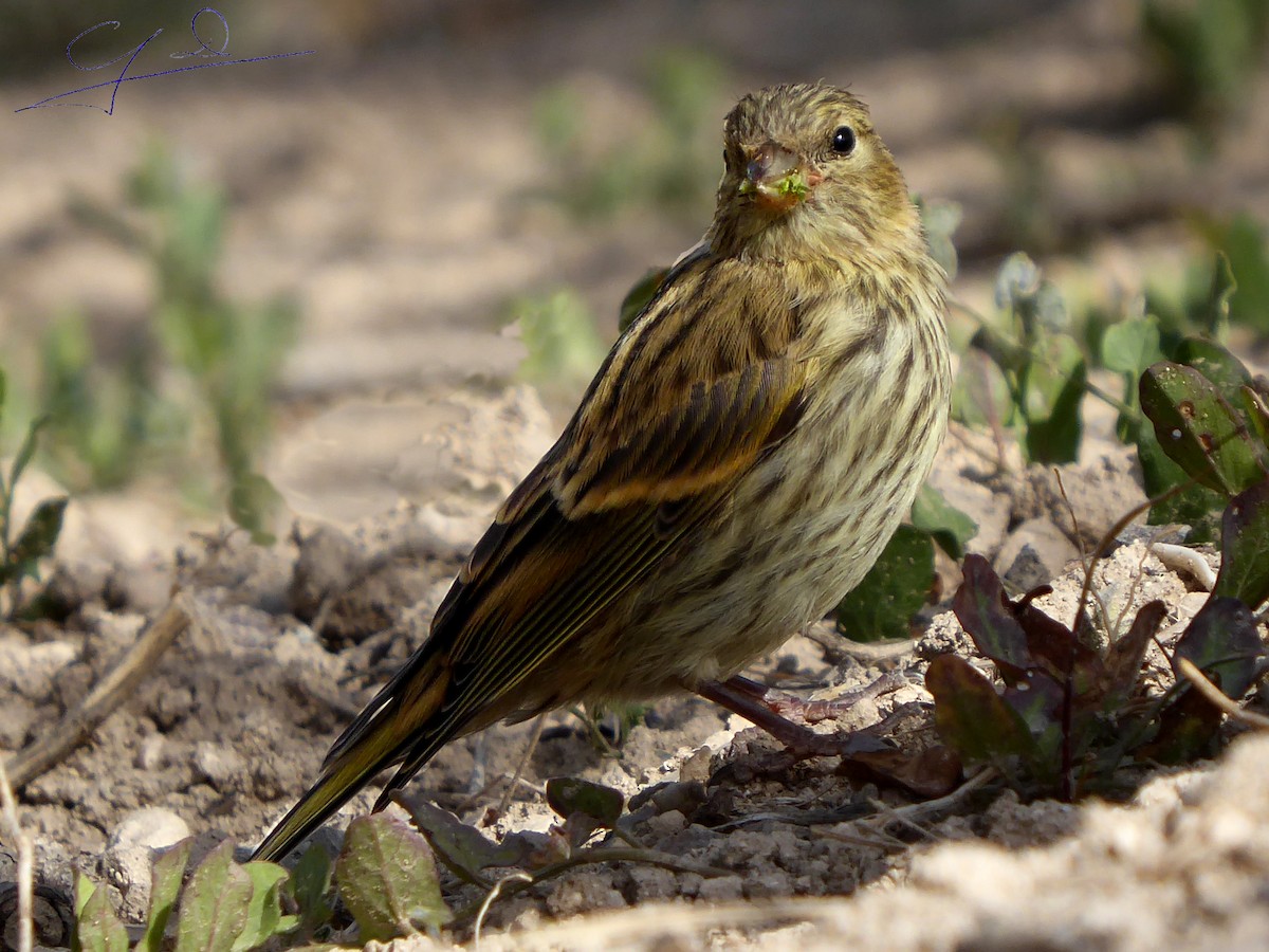 European Serin - Joaquin Domenech Pastor