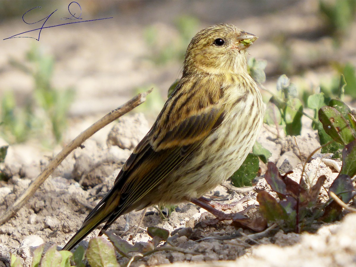 European Serin - Joaquin Domenech Pastor