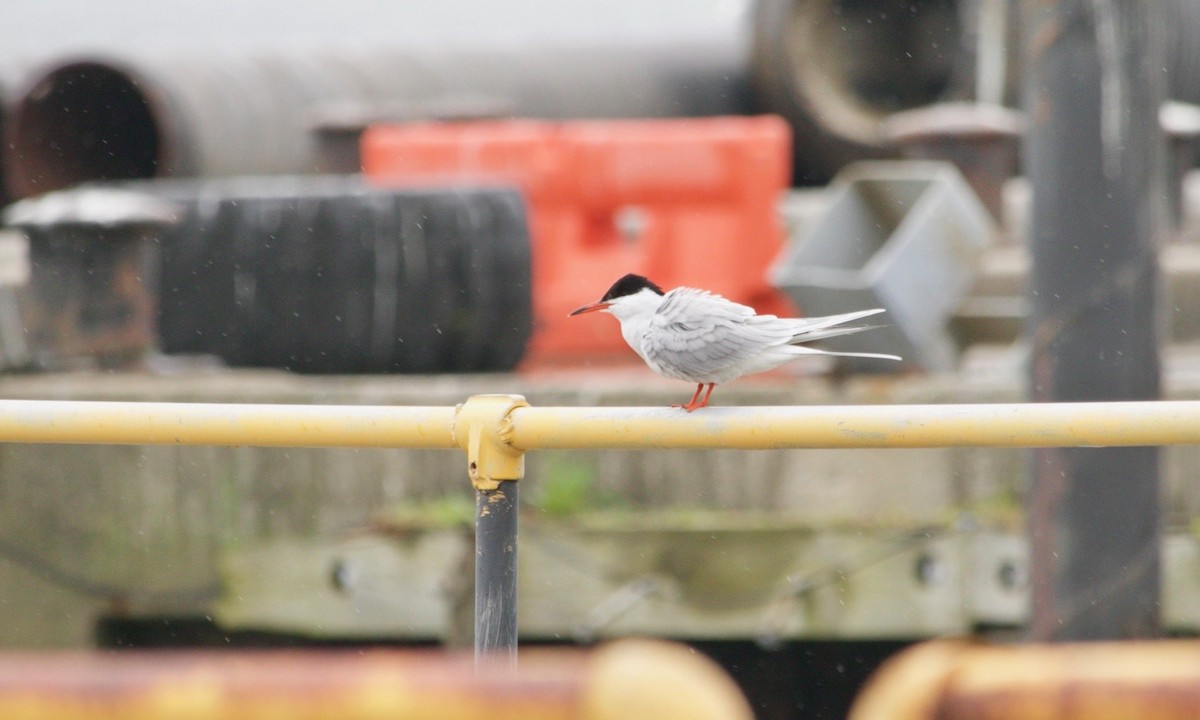 Common Tern - Loyan Beausoleil