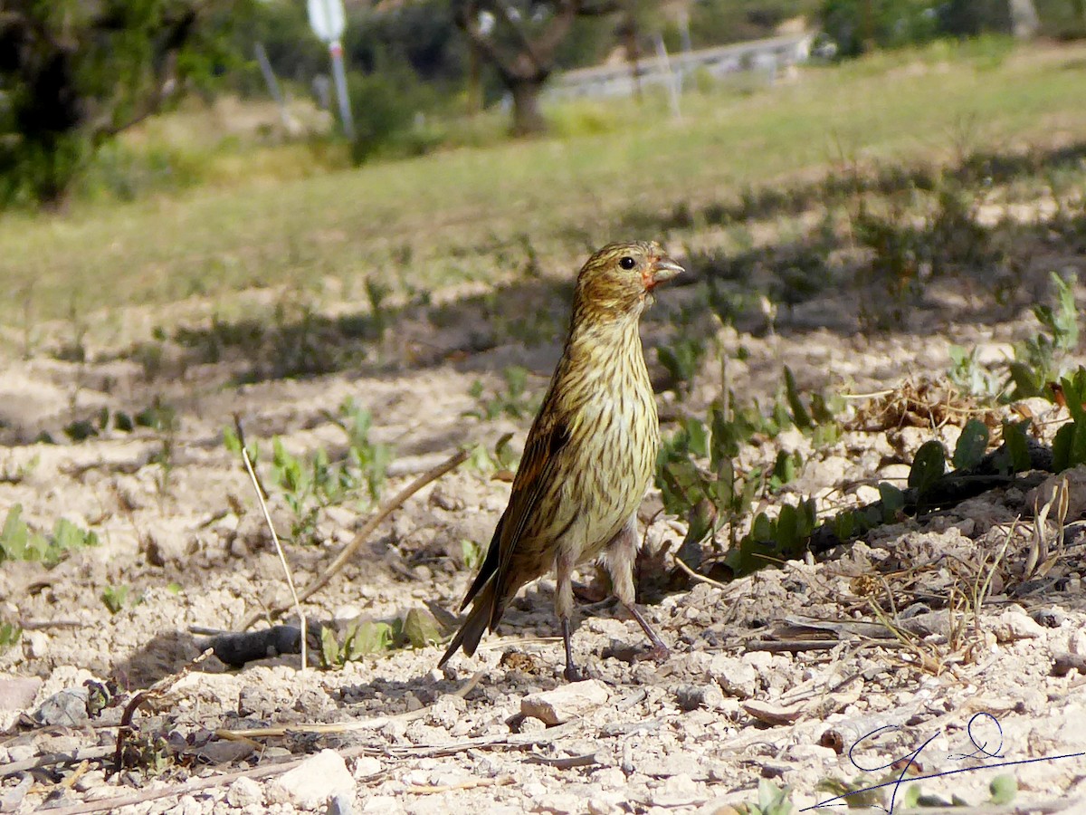 European Serin - Joaquin Domenech Pastor