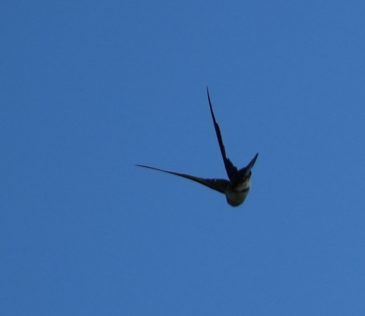 Drab Swiftlet - Sandy Gayasih