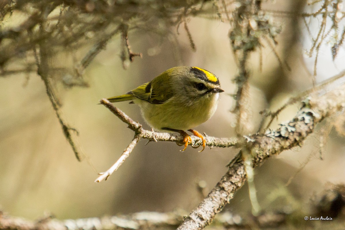 Golden-crowned Kinglet - Louise Auclair