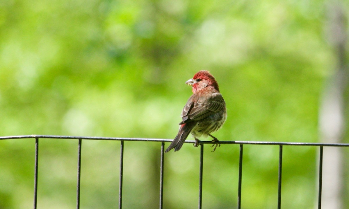 House Finch - Loyan Beausoleil