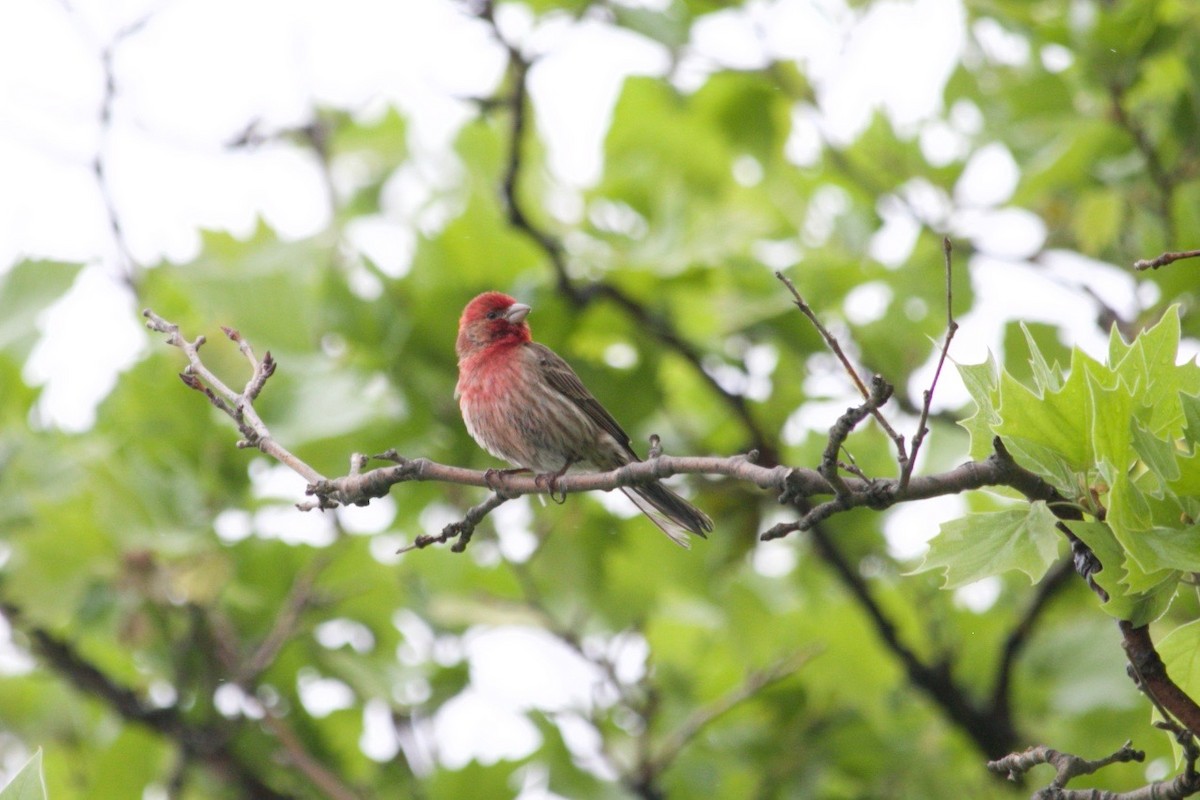 House Finch - Loyan Beausoleil