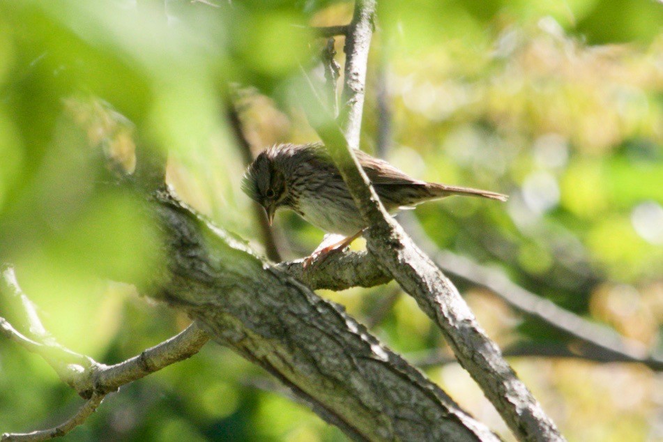 Lincoln's Sparrow - Loyan Beausoleil