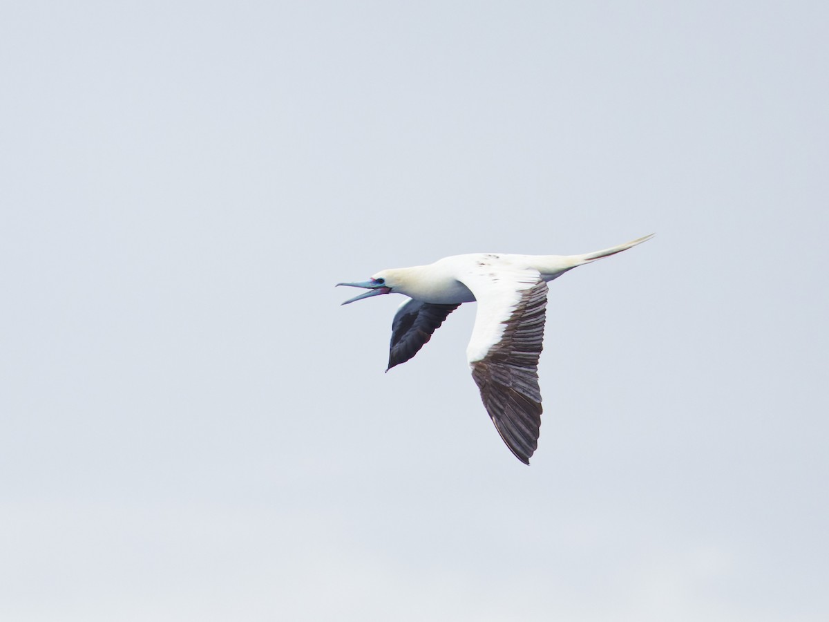 Red-footed Booby - Angus Wilson