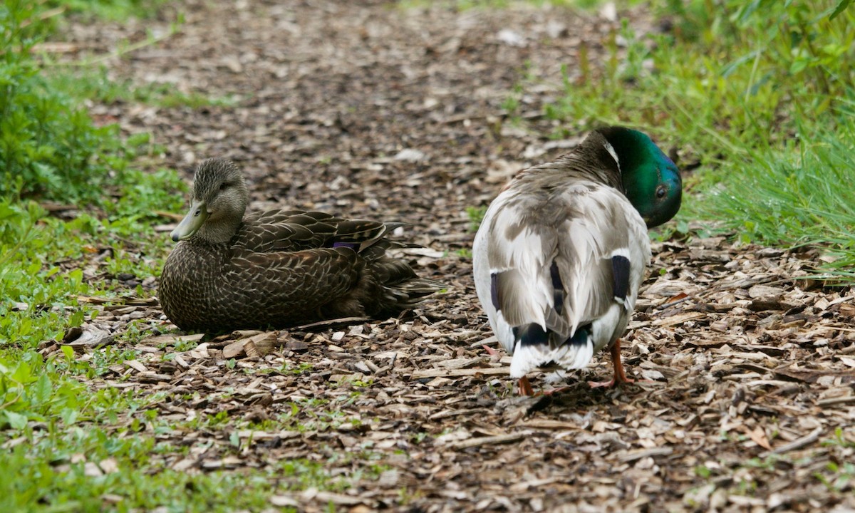 Mallard - Loyan Beausoleil