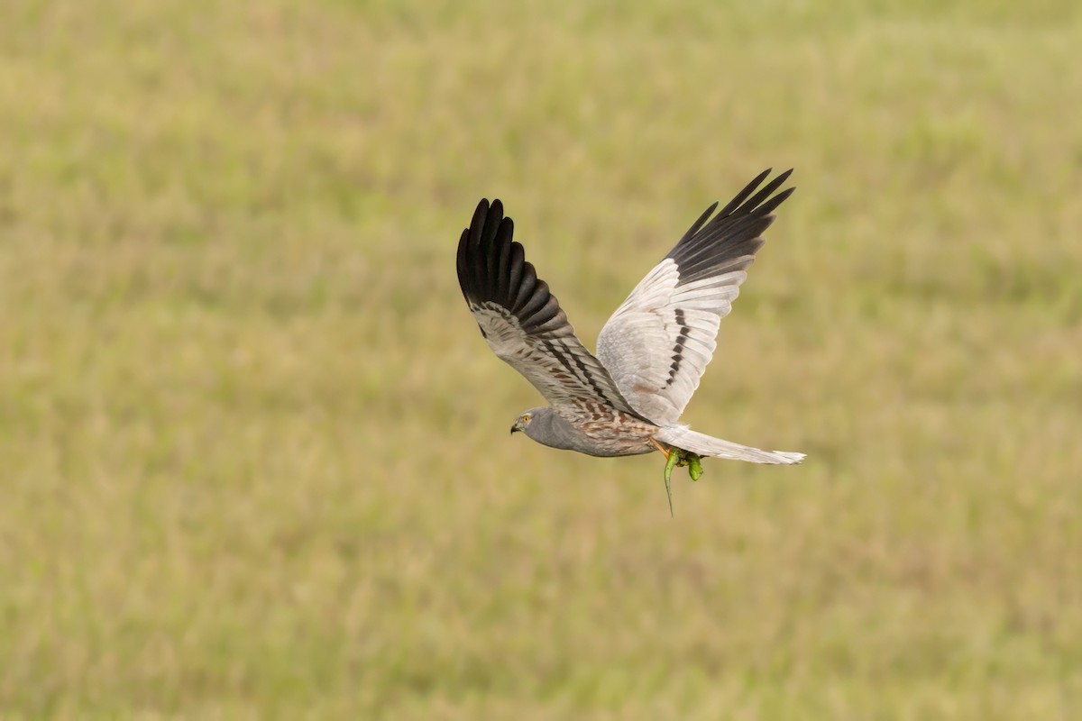 Montagu's Harrier - Mario Vigo