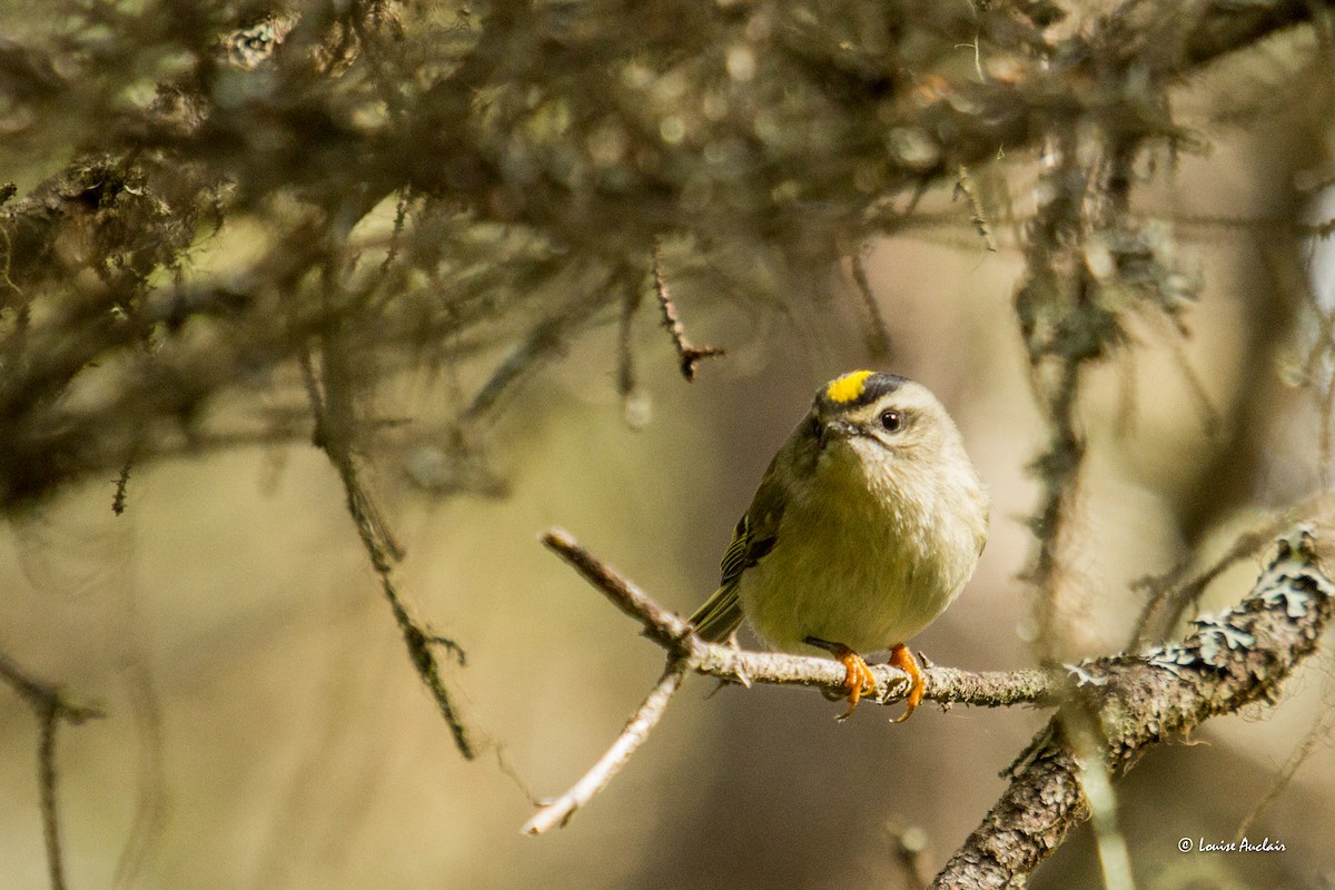 Golden-crowned Kinglet - Louise Auclair