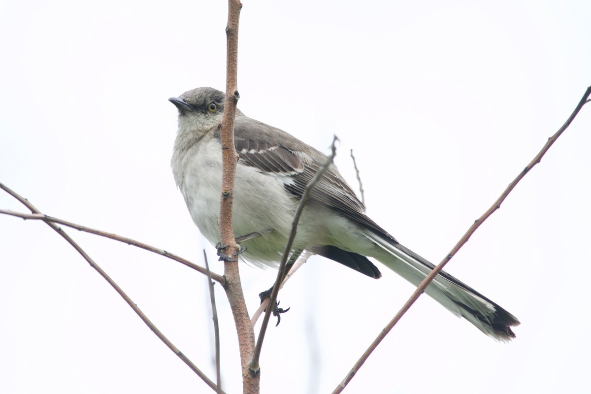 Northern Mockingbird - Loyan Beausoleil