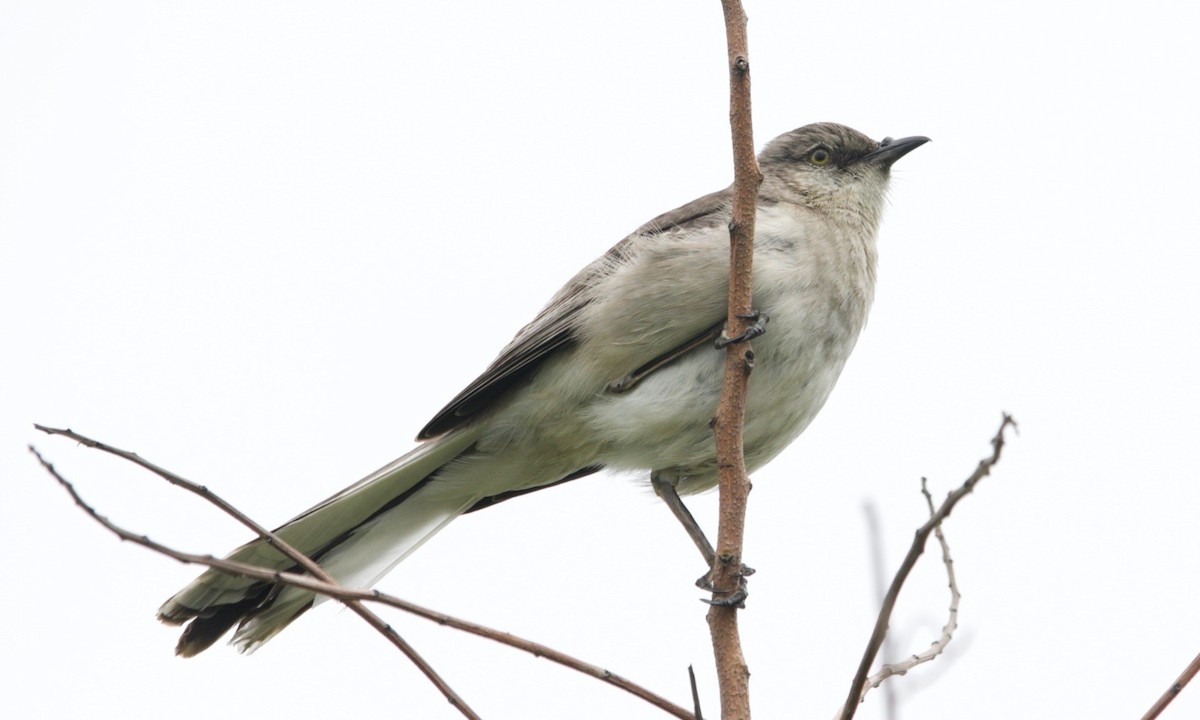 Northern Mockingbird - Loyan Beausoleil