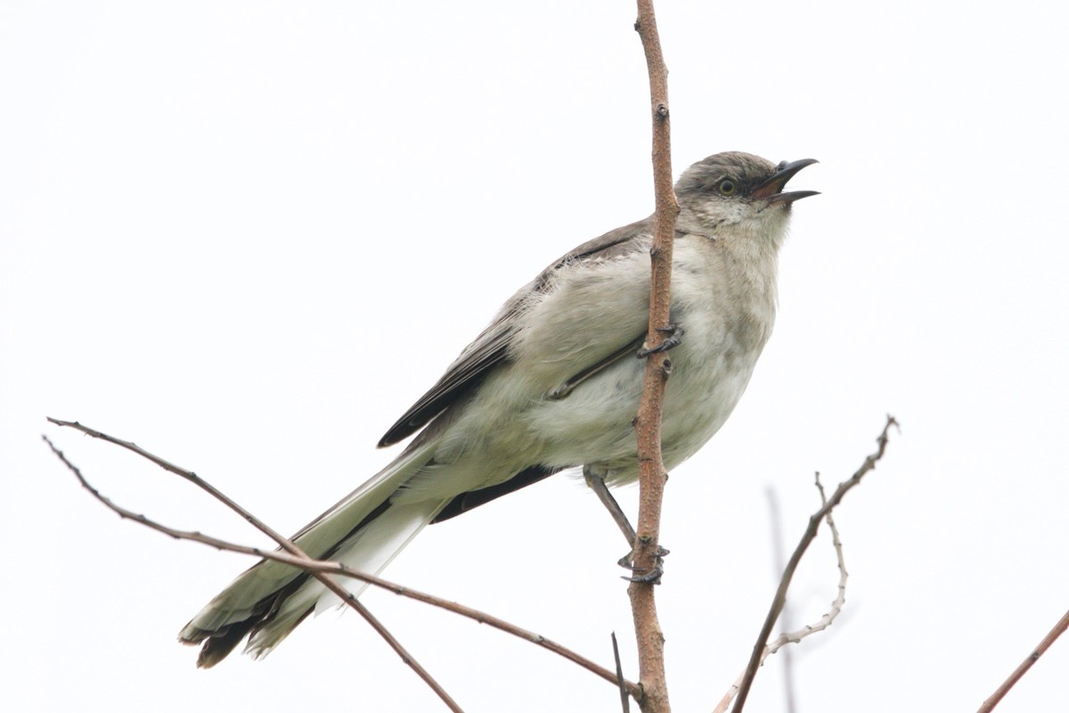 Northern Mockingbird - Loyan Beausoleil
