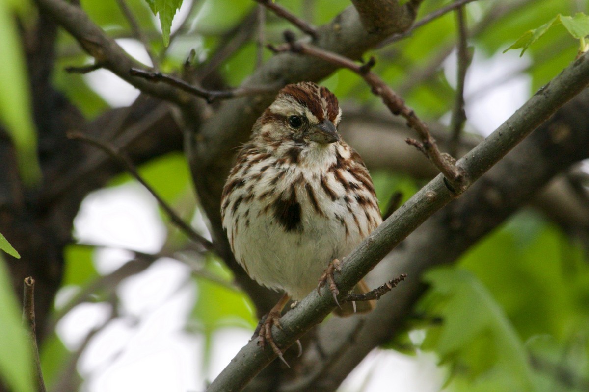 Song Sparrow - Loyan Beausoleil