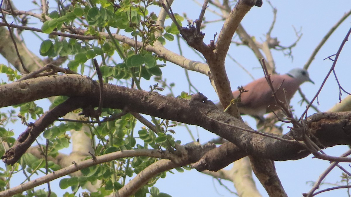 Eurasian Collared-Dove - Sujay Biswas