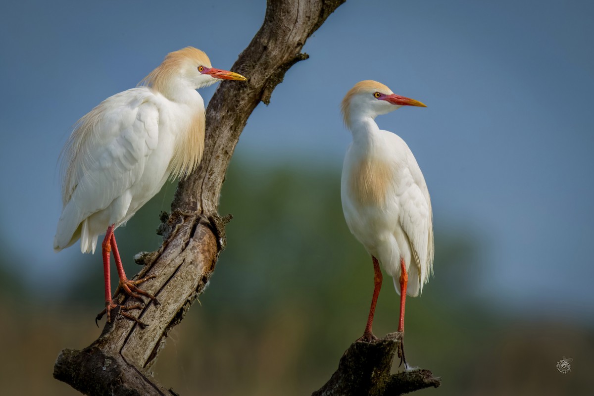 Western Cattle-Egret - Slávka Michalková