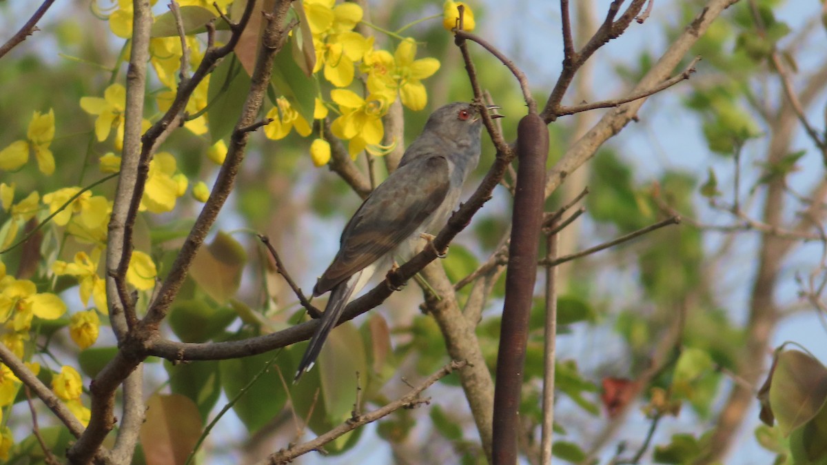 Gray-bellied Cuckoo - Sujay Biswas