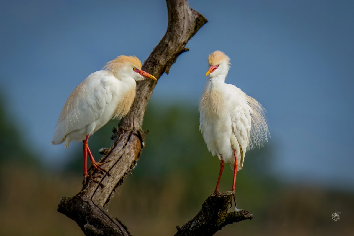 Western Cattle Egret - Slávka Michalková