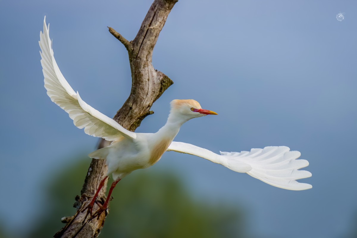 Western Cattle Egret - Slávka Michalková