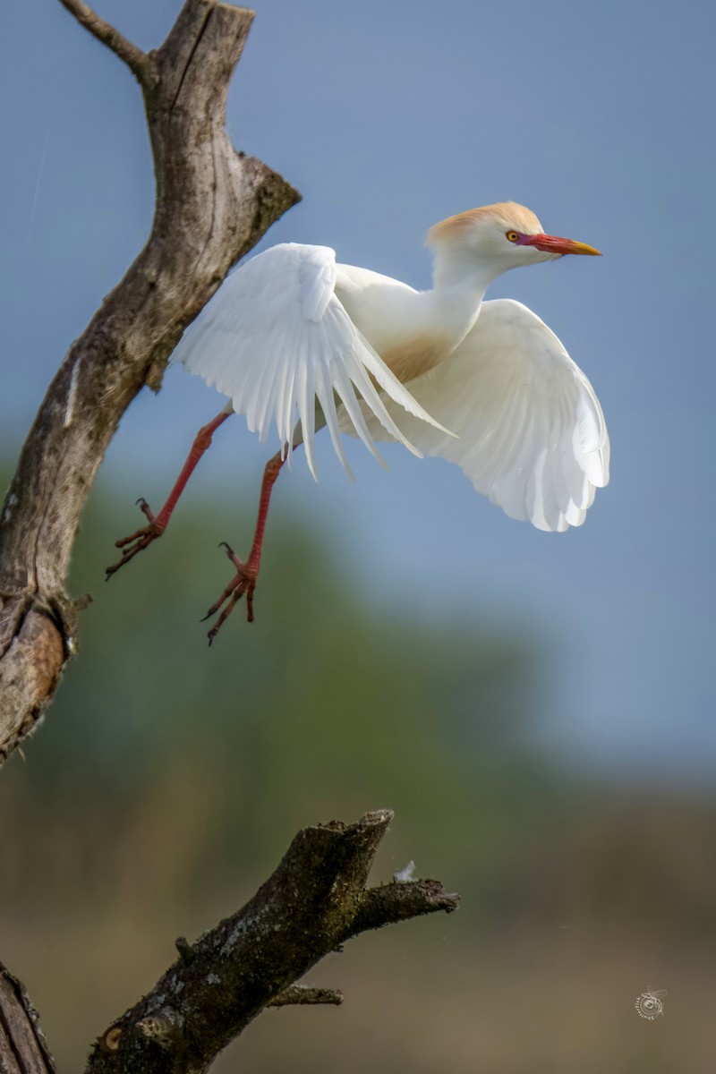 Western Cattle Egret - ML619478696