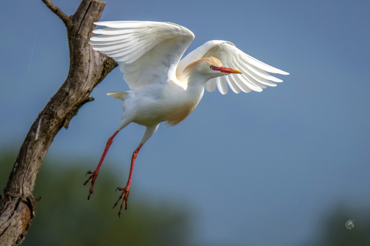 Western Cattle Egret - Slávka Michalková