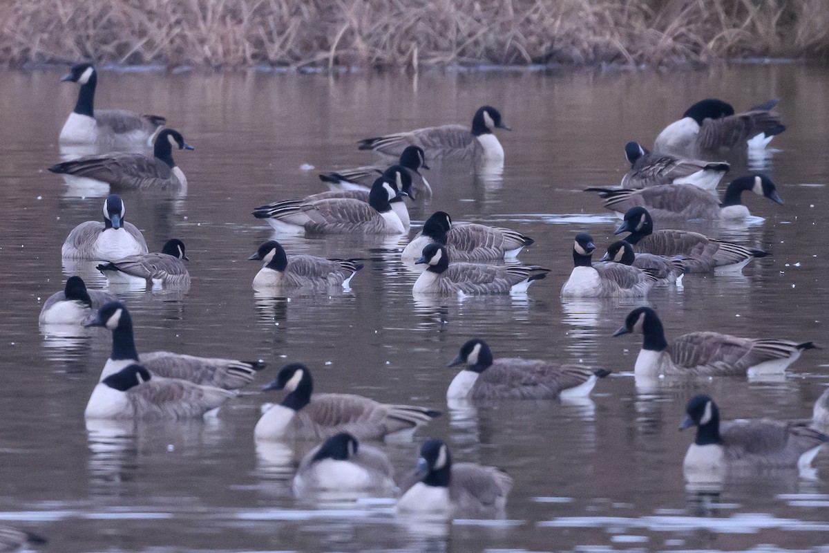 Cackling Goose - Stephen Davies