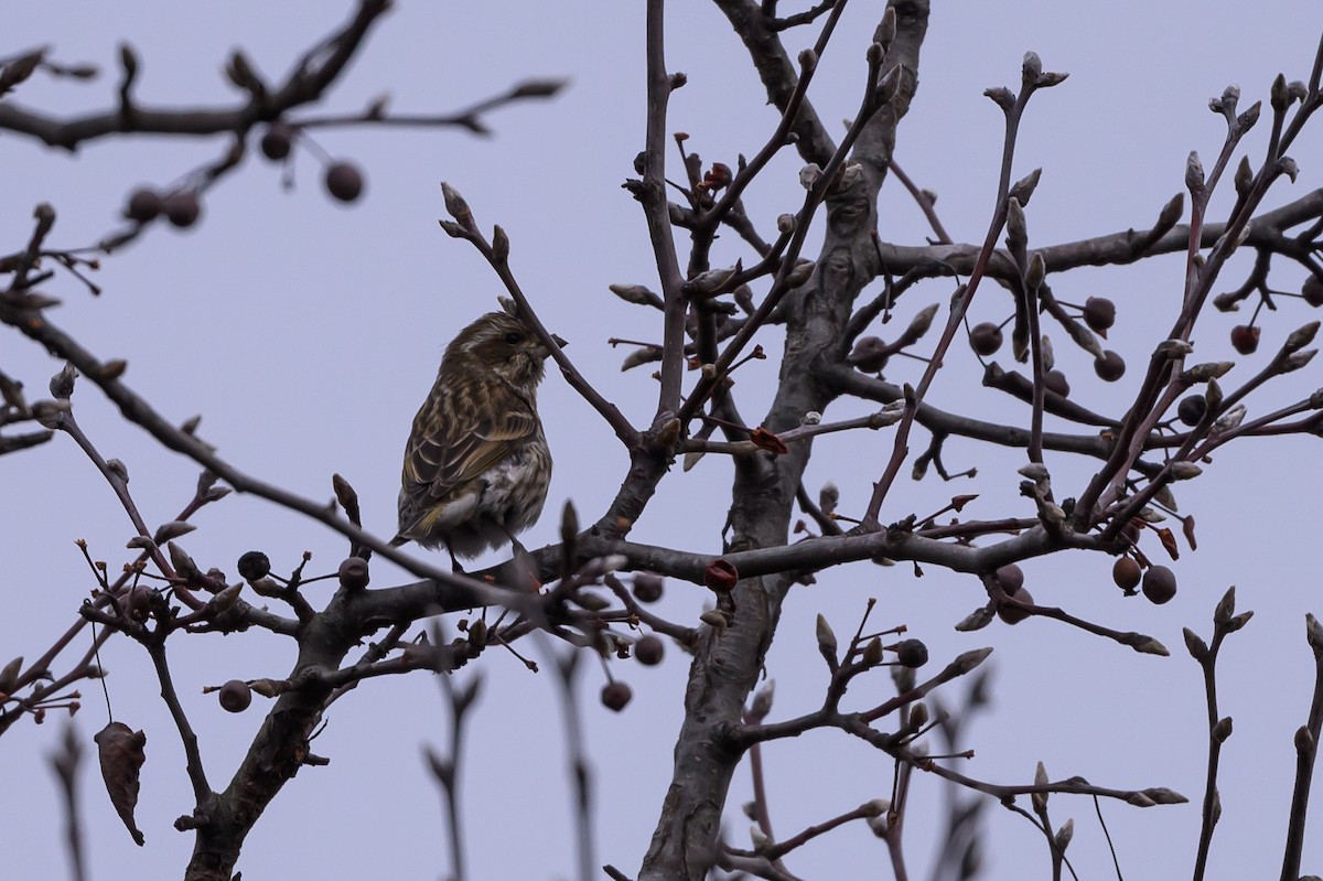 Purple Finch - Stephen Davies