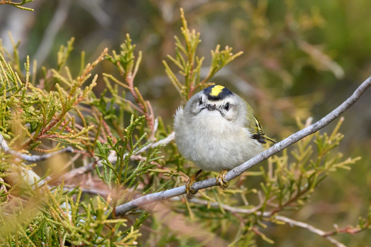 Golden-crowned Kinglet - Stephen Davies