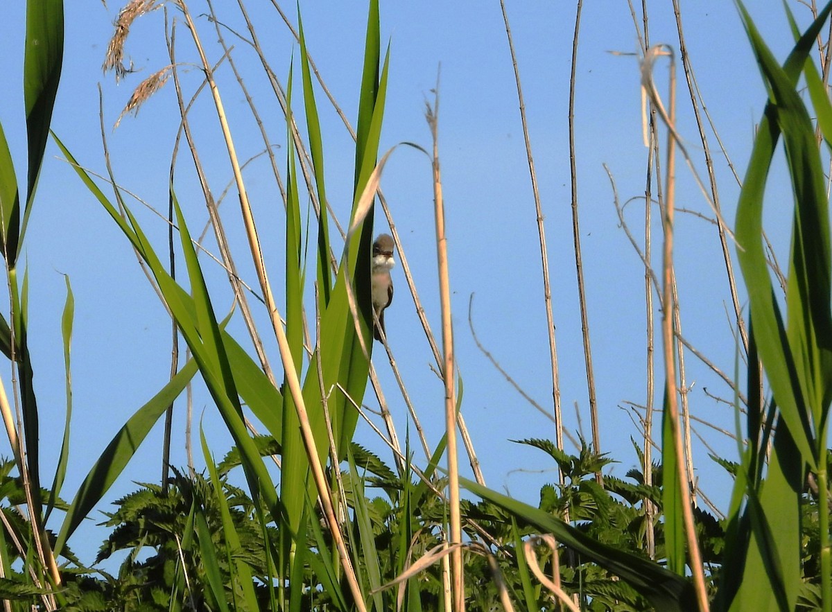 Greater Whitethroat - Jiří Rohlena