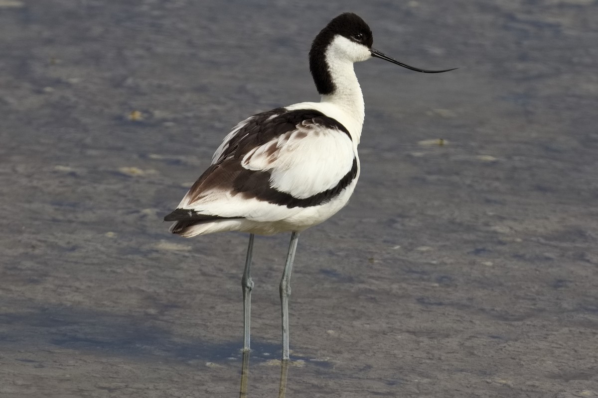 Pied Avocet - Bruce Kerr