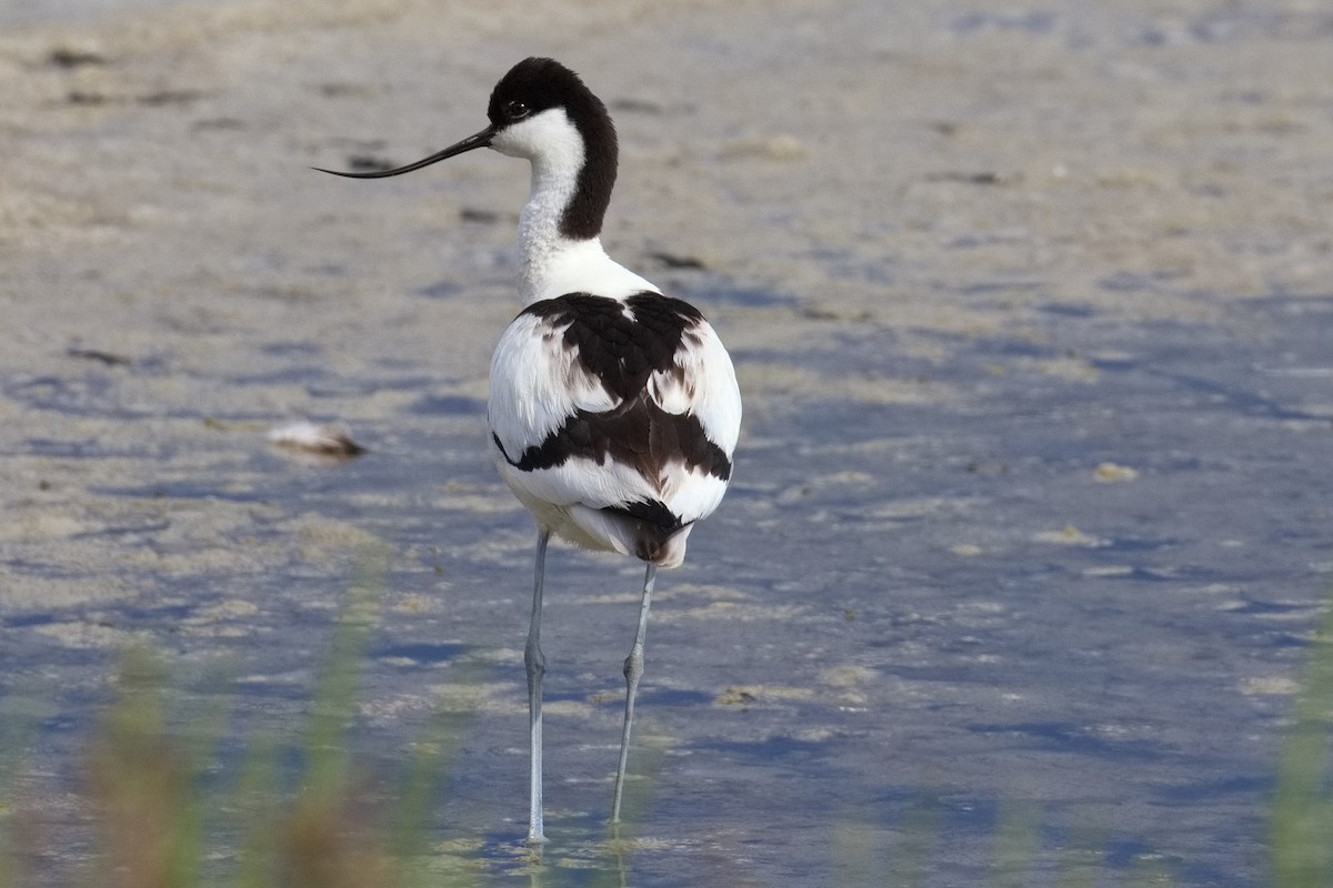 Pied Avocet - Bruce Kerr