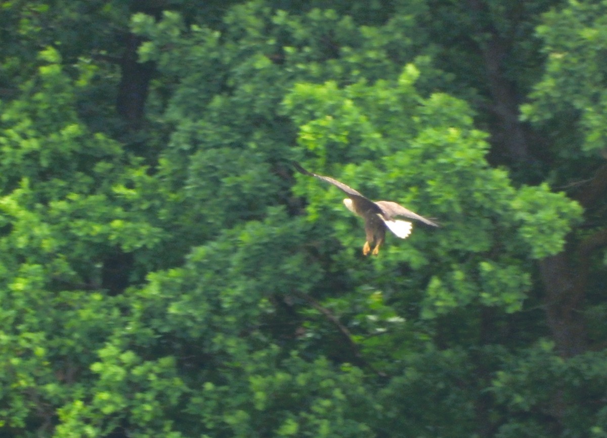 White-tailed Eagle - Jiří Rohlena